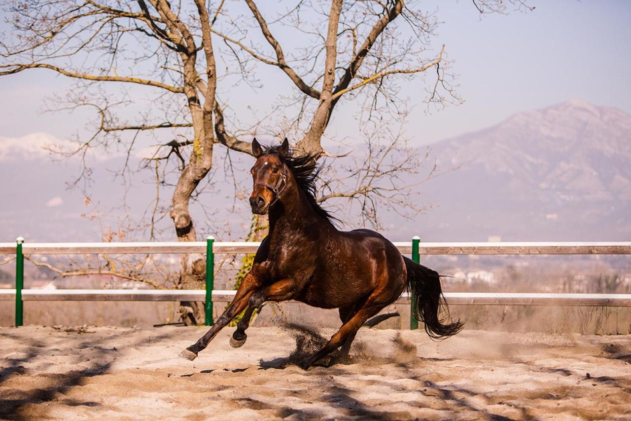 La Pampa Relais & Spa Melizzano ภายนอก รูปภาพ