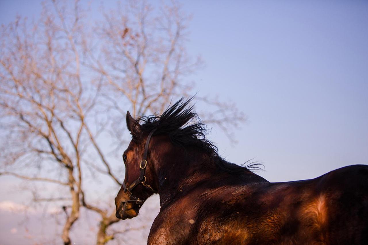 La Pampa Relais & Spa Melizzano ภายนอก รูปภาพ